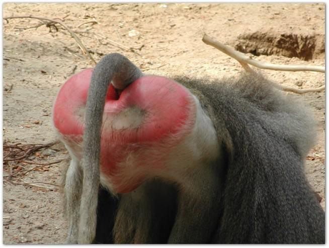 A baboon's bottom
